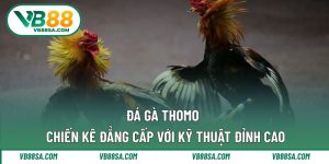 Đá gà Thomo