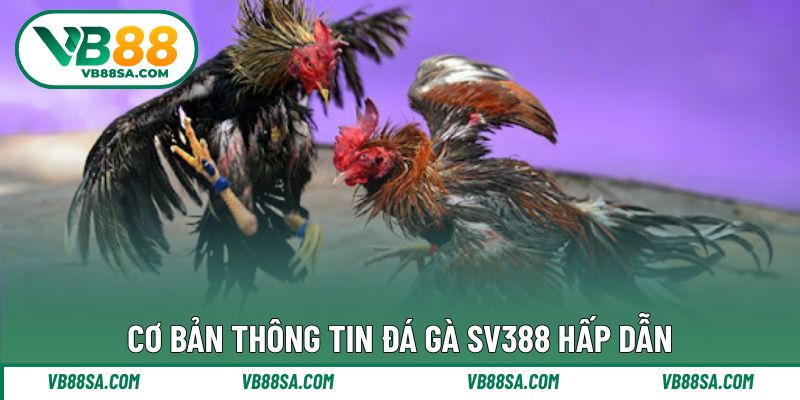Giới thiệu bộ môn đá gà ấn tượng trong sảnh SV388