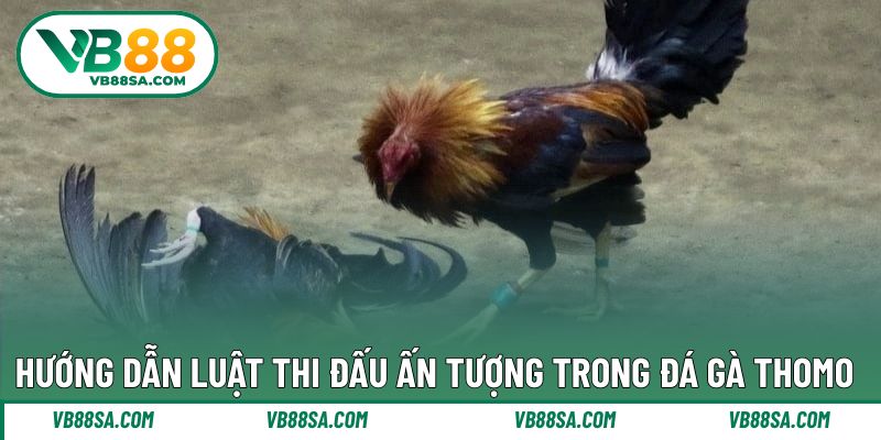 Luật chơi đơn giản trong mỗi trận đấu gà Thomo