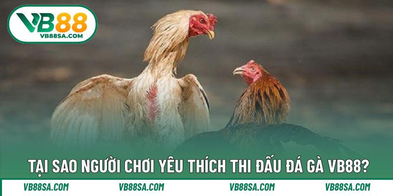 Lý do mà người chơi nên tham gia chinh phục đá gà tại VB88
